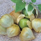 Tomatillo Large Green 1 packet