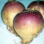 RHS Vegetable Collection : Swede : Brora 1 packet