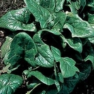RHS Vegetable Collection : Spinach : Tetona F1 Hybrid 1 packet