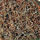 Sprouting Seeds : Lentil 1 packet
