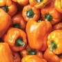 Pepper : Sweet : Orange Bell 1 packet