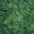 Spinach : Galaxy F1 Hybrid (Mini Vegetable) 1 packet