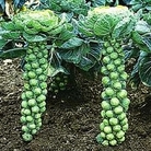 Brussels Sprout : Bosworth F1 1 packet