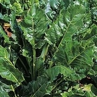 Spinach : Perpetual (Spinach Beet) 1 packet
