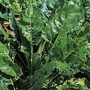 Spinach : Perpetual (Spinach Beet) 1 packet