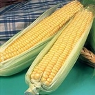 Zea mays : Conquest F1 Hybrid 1 packet