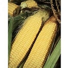 RHS Vegetable Collection : Sweetcorn : Lark F1 Hybrid 1 packet