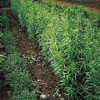 Herb : Tarragon : Russian 1 packet