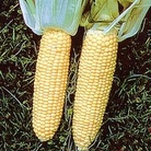 Zea mays : Butterscotch F1 1 packet