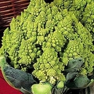 Broccoli : Romanesco- Veronica 1 packet