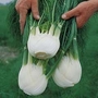 Fennel : Victoria F1 Hybrid 1 packet (50 seeds)