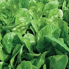 RHS Vegetable Collection : Spinach : Fiorana F1 Hybrid 1 packet