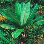Snow Banana - Ensete glaucum 1 packet