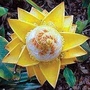 Chinese Yellow Banana - Musa lasiocarpa 1 packet