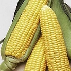 Zea mays : Conquerer F1 Hybrid (Supersweet) 1 packet