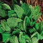 Herb : Mint 1 packet