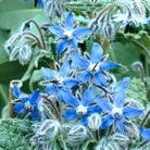 Edible Flowers : Borage 1 packet