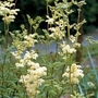 Meadow Sweet (Filipendula Ulmaria) 1 packet (500 seeds)