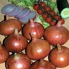Onion : Rosanna 1 packet
