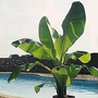 Musa Species Mixed 1 packet