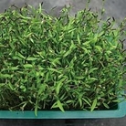 Living Greens (Microgreens) : Chervil 1 packet