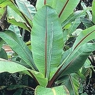 Musa ensete 1 packet