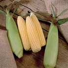 Zea mays : Extra Tender & Sweet F1 Hybrid 1 packet