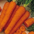 Carrot : Flyaway F1 1 packet