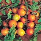 Tomato : Sungella 1 packet
