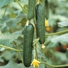 Cucumber : Picolino F1 Hybrid (Organic) 1 packet