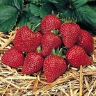 Strawberry : Sarian F1 Hybrid 1 packet