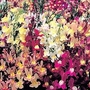 Linaria maroccana Northern Lights Mixed 1 packet