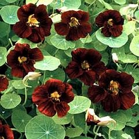 Nasturtium 'Black Velvet' 1 packet (15 seeds)