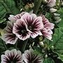Malva Sylvestris 'Zebrina' 1 packet (50 seeds)