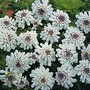 Iberis crenata 1 packet