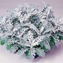 Senecio cineraria Silver Dust 1 packet