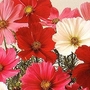 Cosmos Bipinnatus Sensation Mixed 1 packet (200 seeds)