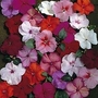 Impatiens Walleriana Unique 1 packet (40 seeds)