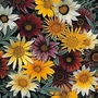 Gazania hybrida Talent Mixed 1 packet