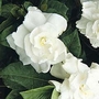 Gardenia jasminoides 1 packet