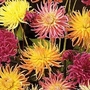 Dahlia Variabilis Cactus Hybrids Mixed 1 packet (56 seeds)