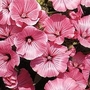Lavatera trimestris Silver Cup 1 packet
