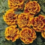 Marigold 'Golden Gate' 1 packet (60 seeds)