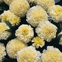 Edible Flowers : Tagetes erecta French Vanilla 1 packet