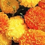 Tagetes erecta Crackerjack Mixed 1 packet
