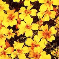 French Marigold Golden Gem 1 packet (300 seeds)