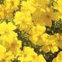 Marigold 'Lemon Gem' 1 packet (300 seeds)
