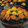 Tagetes erecta Discovery Mixed F1 1 packet
