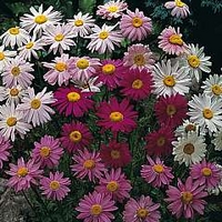 Tanacetum T&M Mixture 1 packet