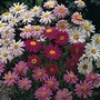 Pyrethrum T&M Superb Mixture 1 packet (100 seeds)